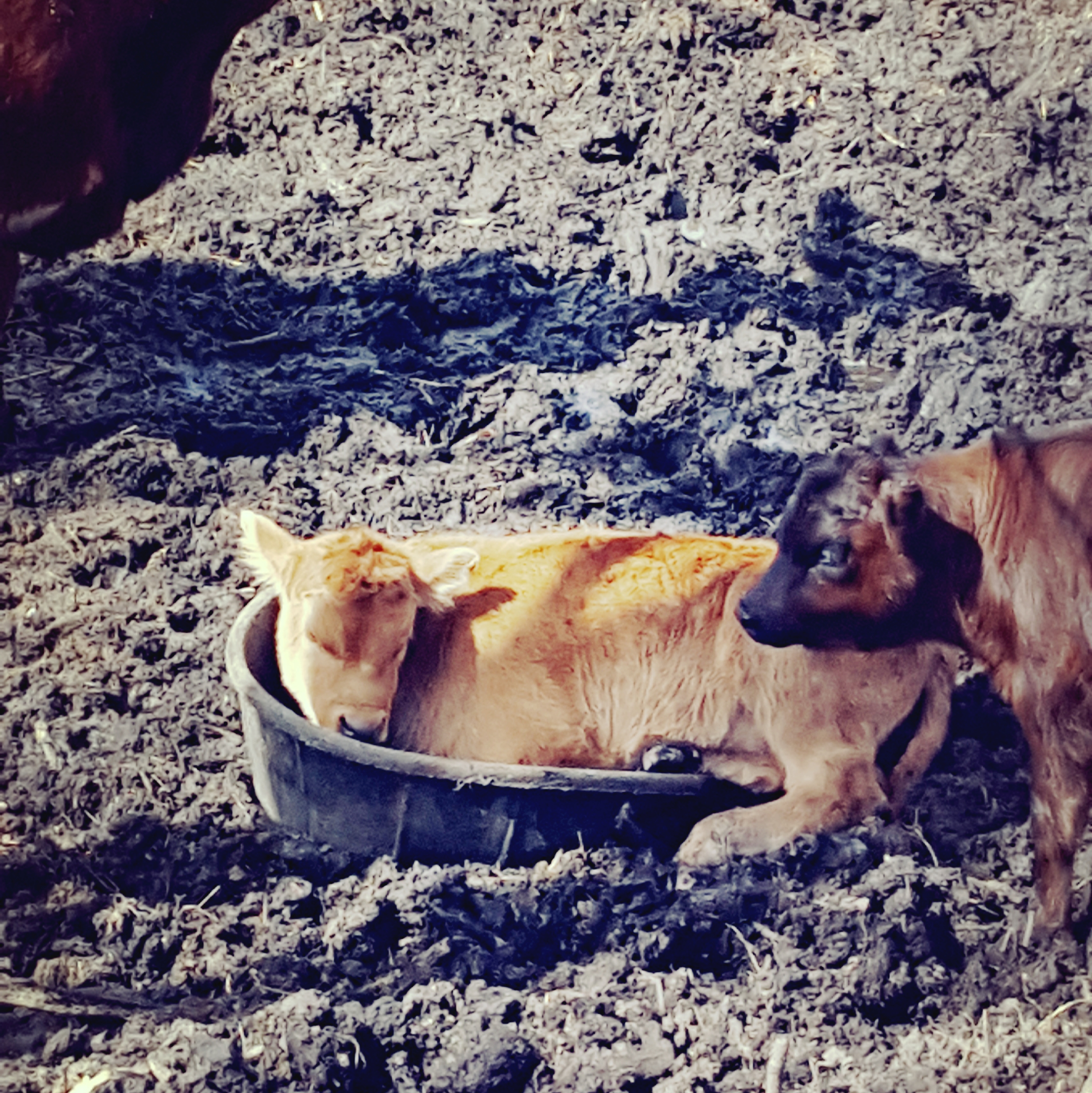 calf napping in a feed tub