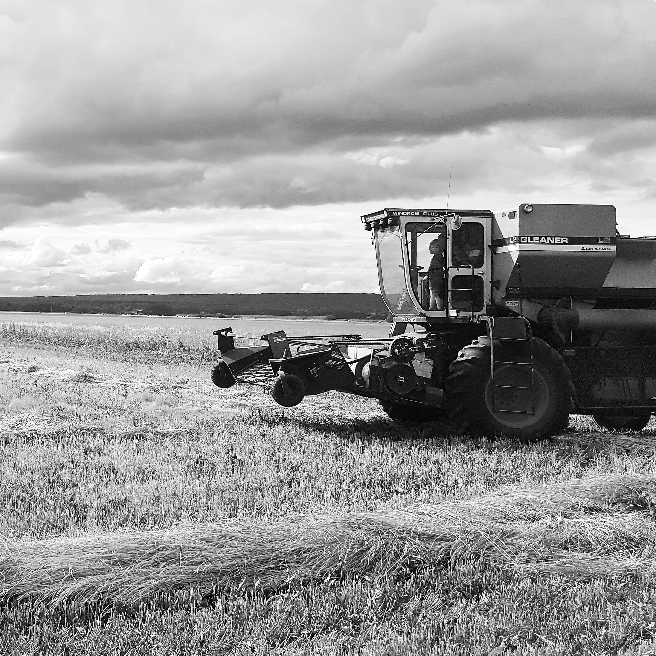 gleaner l2 combine in field, black and white photo
